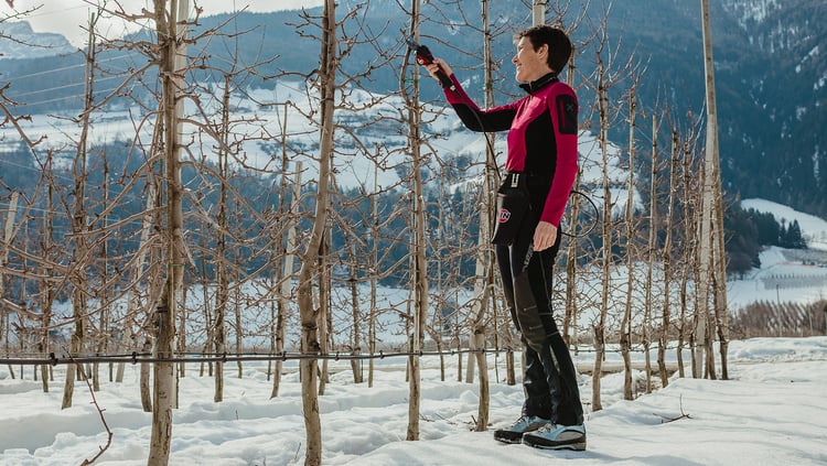 Perché gli alberi hanno bisogno di una nuova “acconciatura”?