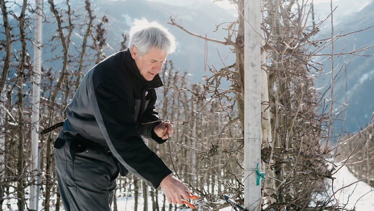 La potatura degli alberi è un’arte