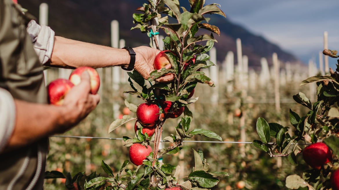 El gran crecimiento de las manzanas Club las convierte en estratégicas para VIP